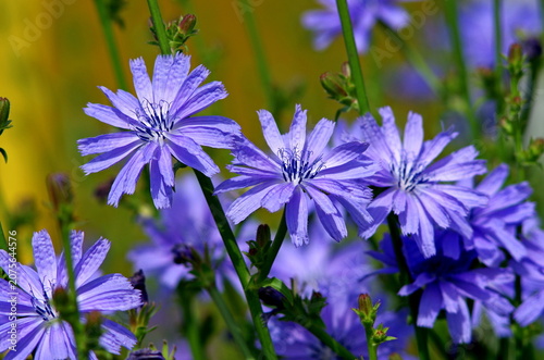 blue flowers in the garden