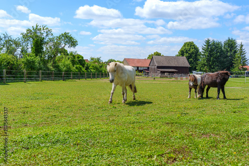 Ponies Grazing in Green Paddock on Sunny Farm with Barn Background