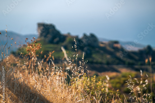 Obraz na plátně Golden mediterranean grass ears with shallow depth of field in Calabria landscap