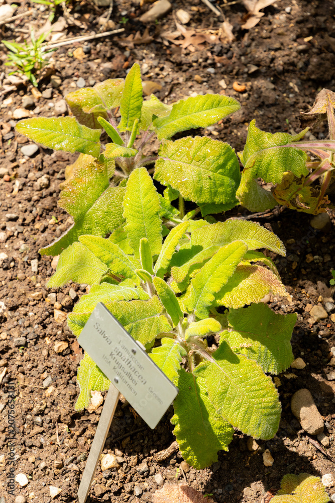 Fototapeta premium California hummingbird sage or Salvia Spathacea plant in Zurich in Switzerland 21.5.2026