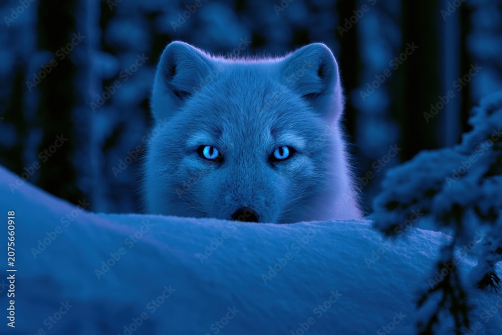 Fototapeta premium An arctic fox looks over a snowy ridge in a dark winter scene. Only its eyes and ears show, creating a sense of curiosity in the atmosphere.