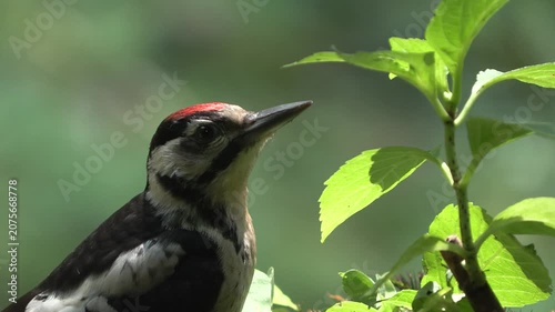Juvenile Great Spotted Woodpecker Bathing and Drinking in a Forest Water Pool