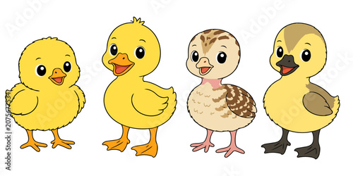 Фотография Set of four cute baby farm bird chicks vector illustration colored chick ducklin