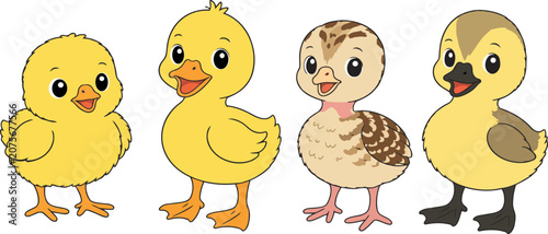 Set of four cute baby farm bird chicks vector illustration colored chick duckling gosling turkey poult cartoon characters isolated white background Easter spring children