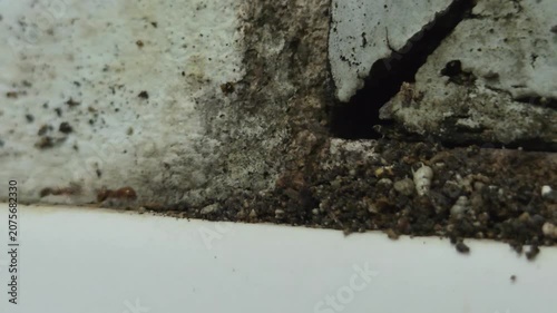 Macro Shot of Ants Emerging from a Crevice in a Wall