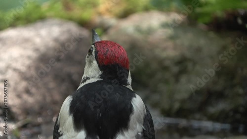 Juvenile Great Spotted Woodpecker Bathing and Drinking in a Forest Water Pool