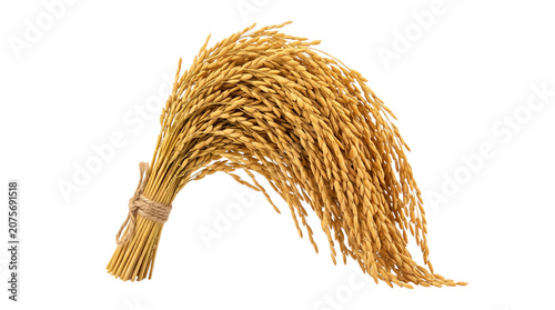 Golden rice ears bundle tied with twine, ripe paddy grain stalks for harvest season, organic cereal plant seeds for agricultural food production isolated PNG with Transparent Background