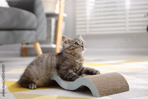 Fototapeta na wymiar Adorable kitten with cardboard cat scratcher on floor at home