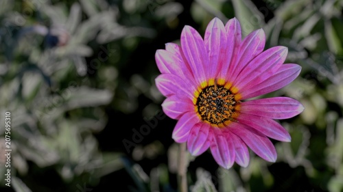 bee on a flower