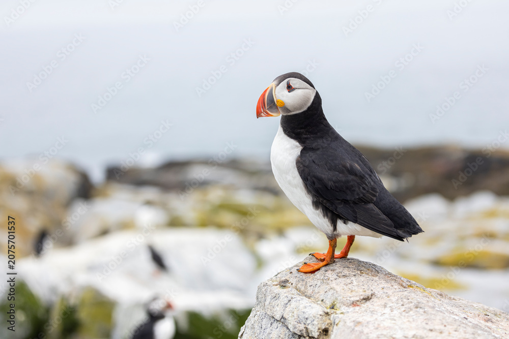 Fototapeta premium Atlantic puffin on Machias Seal Island. 