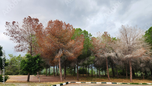 Pine bark beetles, increasingly common in the Mediterranean, are killing massive pine trees along city streets in just a single year.