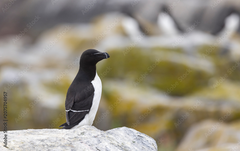 Obraz premium Razorbill on Machias Seal Island