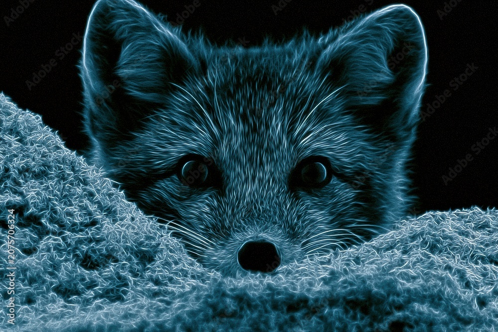 Fototapeta premium An arctic fox shows just its eyes and ears while peeking over a snowy ridge in a dark winter setting with a neon glow