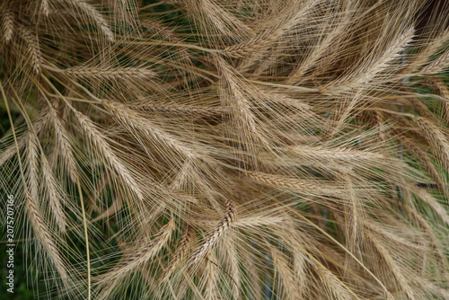 A bunch of wheat bunched togther. Nature background.