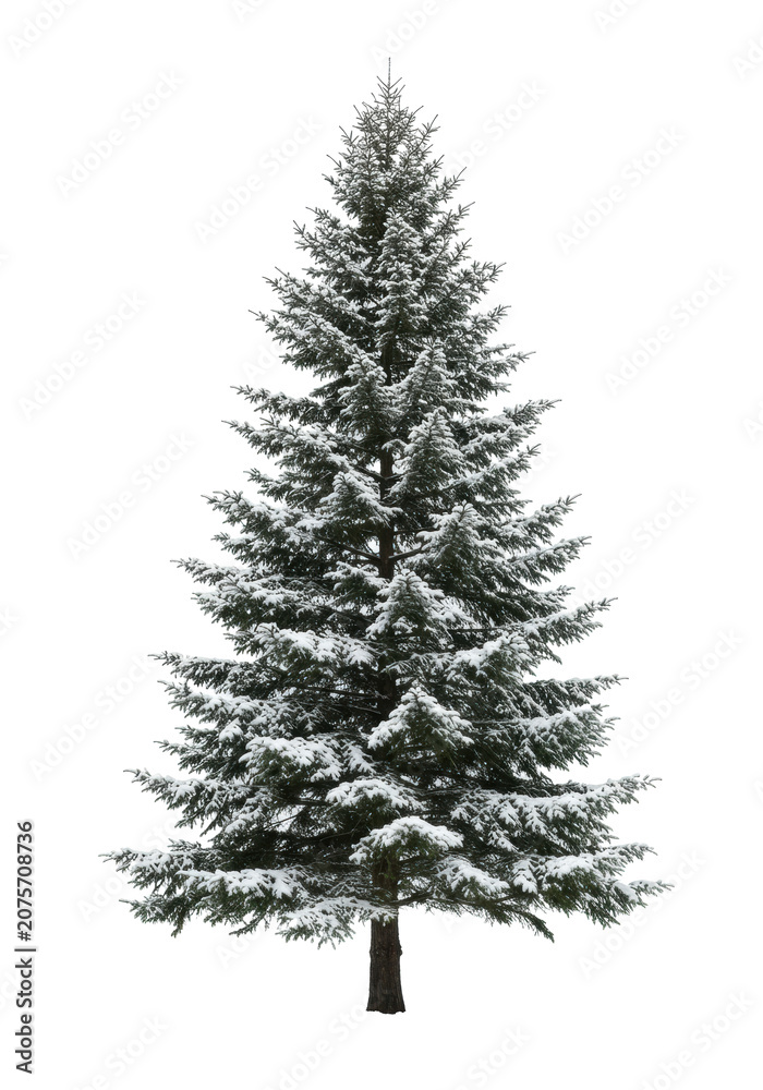 Fototapeta premium a majestic, photorealistic scots pine tree covered in fine powder snow, showcasing rugged bark texture, standing on a transparent studio background with ample copy space. luxury holiday branding