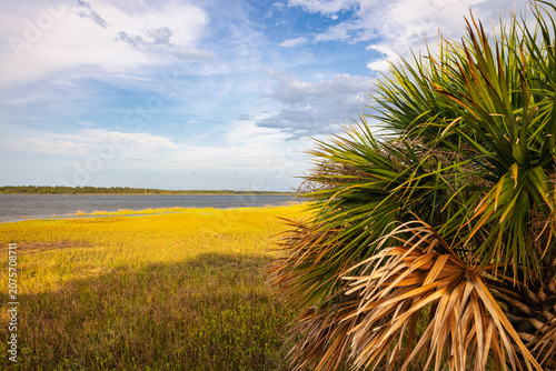 Sunlight shines on the water near grassy land with palm plants against a blue sky in a natural setting