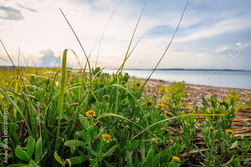 Green plants grow along the shore with a river view and clouds in the sky during the day near a beach