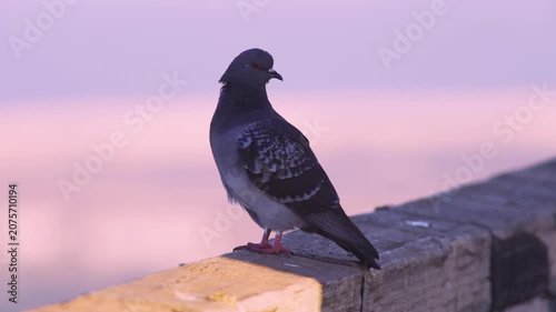 Pigeon perches calmly on weathered wooden railing. Soft pink sunset bathes scene in gentle light. Bird flaps wings slightly, then stands still. Ideal for travel, urban, or nature-themed projects
