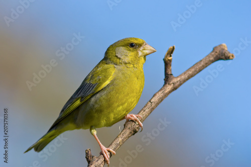 Fotografía European greenfinch (Chloris chloris) bird perched on a branch against a clear blue sky