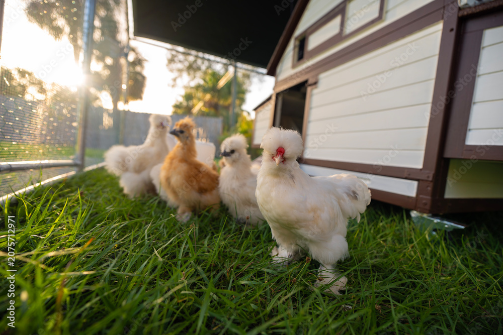 Fototapeta premium Silkie chicks in free range chicken coop. Poultry hen house with green grass in backyard garden