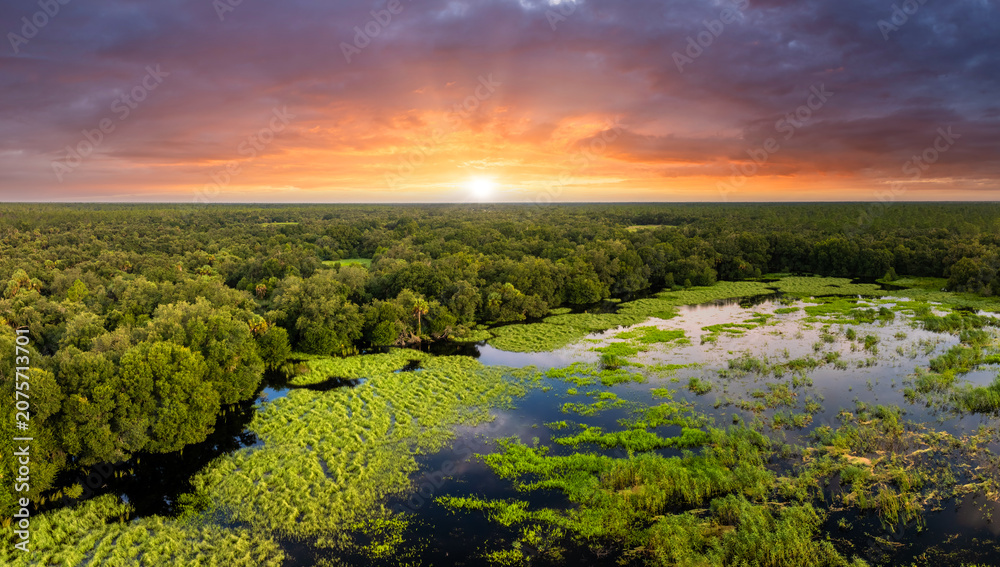 Obraz premium Florida wetlands with water between green wild vegetation. Tropical ecosystem at sunset