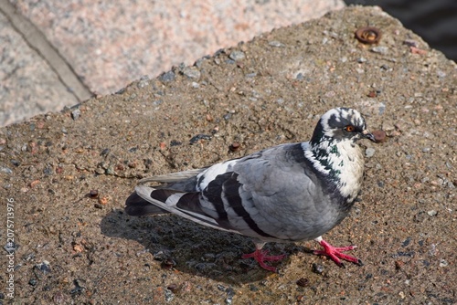  Portrait of a city pigeon on the embankment.                              