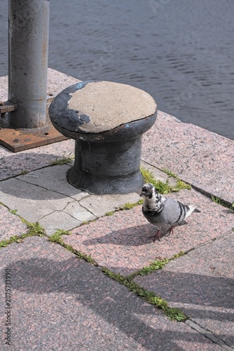 A rock dove on the embankment near the mooring bollard.                               