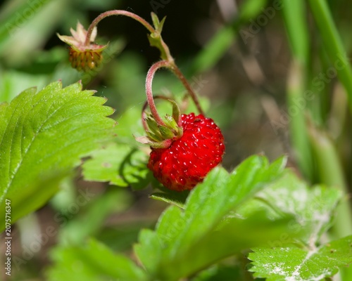 wild strawberry