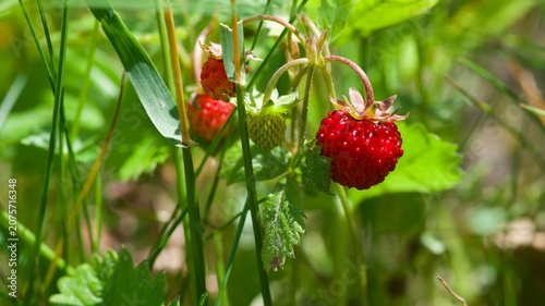 wild strawberry in the garden