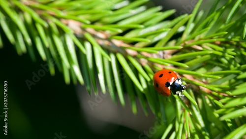 lady bug on pine
