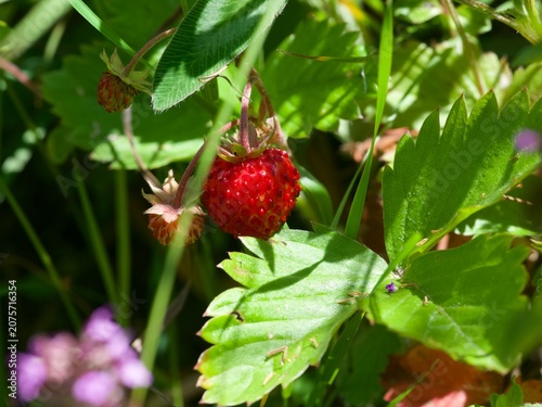 wild strawberry