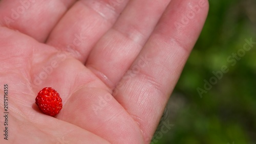 wild strawberry in hand 