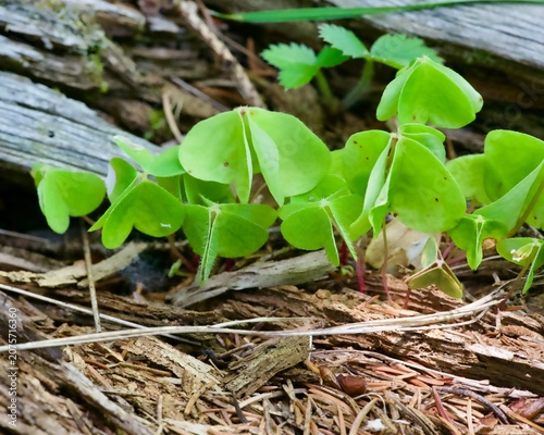 green plant growing in soil