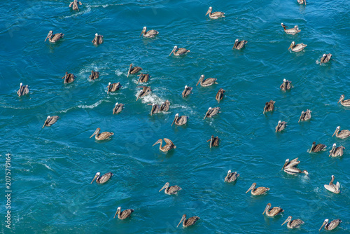 California Brown Pelicans birds in a group floating a sea water