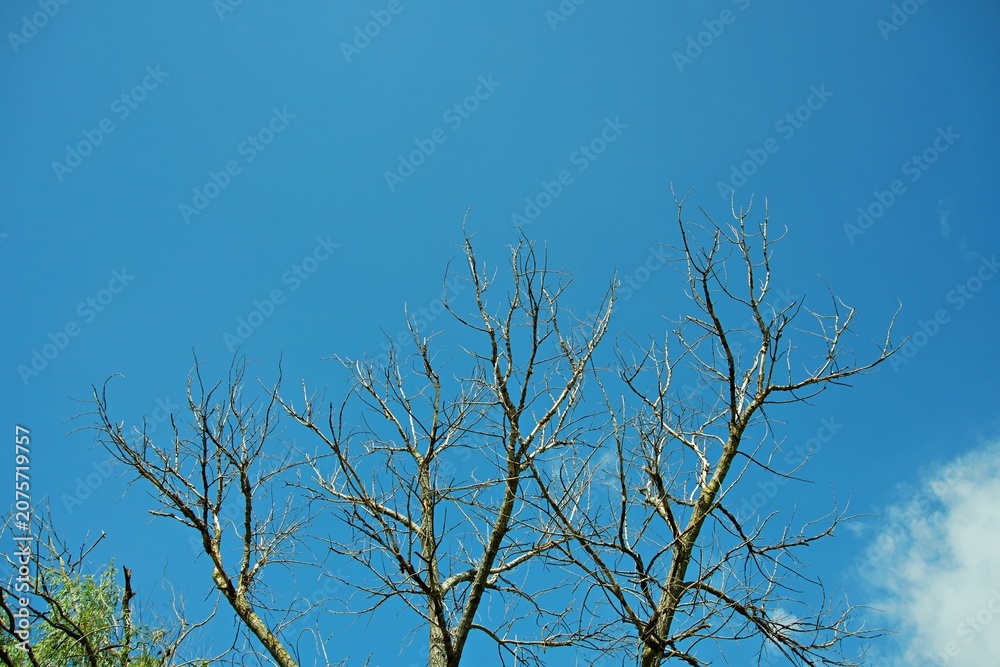 Obraz premium Intricate bare tree branches stretching towards a clear bright blue sky