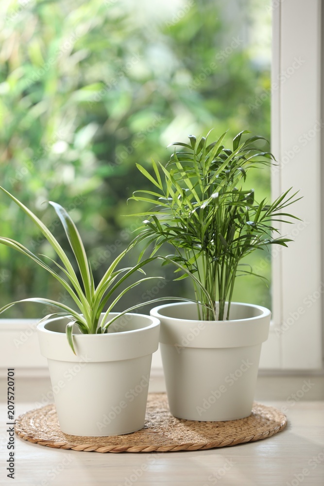 Fototapeta premium Potted houseplants on white wooden window sill indoors