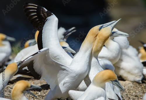 Tableau sur toile A pair of gannets in the midst of a colony of hundreds of birds preen and show a