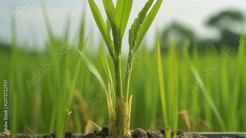 Young Rice Plant Sprout.