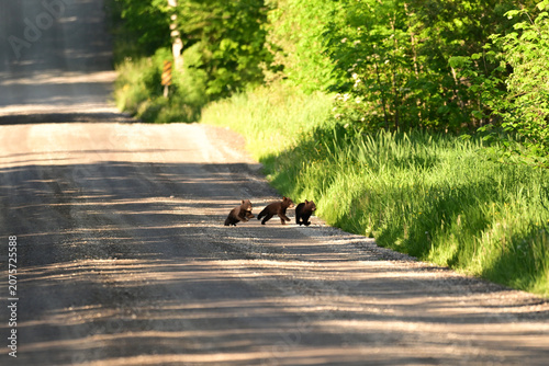 Three cute tiny Black Bear cubs run to catch up to their mother after shes already crossed a county road