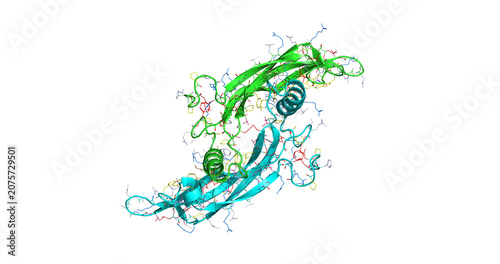Tableau sur toile Growth Differentiation Factor (GDF), tissue differentiation and regeneration reg