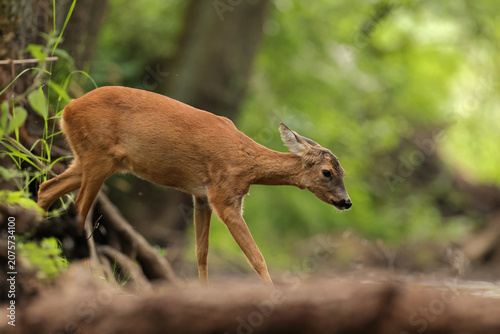 Tableau sur toile Sarna europejska (Capreolus capreolus) roe deer