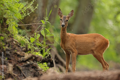 Fotografía Sarna europejska (Capreolus capreolus) roe deer