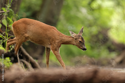 Tableau sur toile Sarna europejska (Capreolus capreolus) roe deer