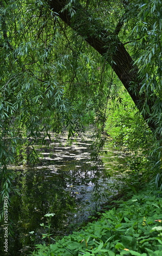 Canvas-taulu A weeping willow, its branches gracefully arching over the mirror-like surface of the pond
