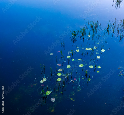 Fotografie Calm deep blue water with multiple green lily pads and tall reeds growing from s
