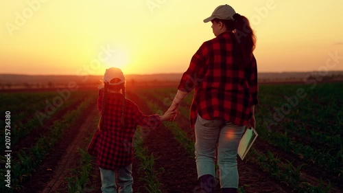 Mom, child daughter farmer modern agronomist going on sunset corn field back view slowmo. Agricultural worker family with tablet harvest walking on maize field holding hands. Family, mama kid outdoors