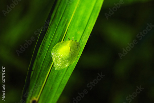 Quadro su tela Translucent Green Slug on Leaf in El Yunque National Forest Puerto Rico