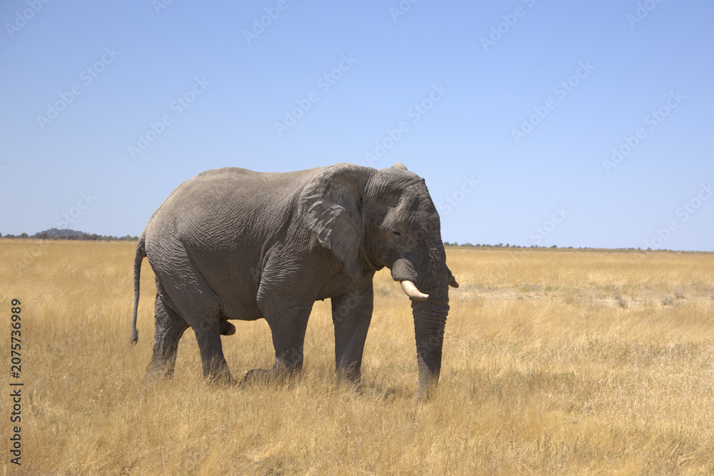 Fototapeta premium African Elephant Walking Across Dry Savanna Grassland Under Clear Blue Sky in Etosha National Park