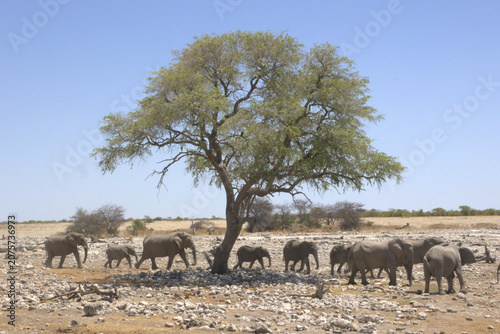 Photography African Elephant Herd Walking Past Acacia Tree in Arid Savanna Landscape, Etosha