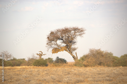 Fotografie African Savanna Acacia Tree with Large Sociable Weaver Nest in Dry Grassland, Ka